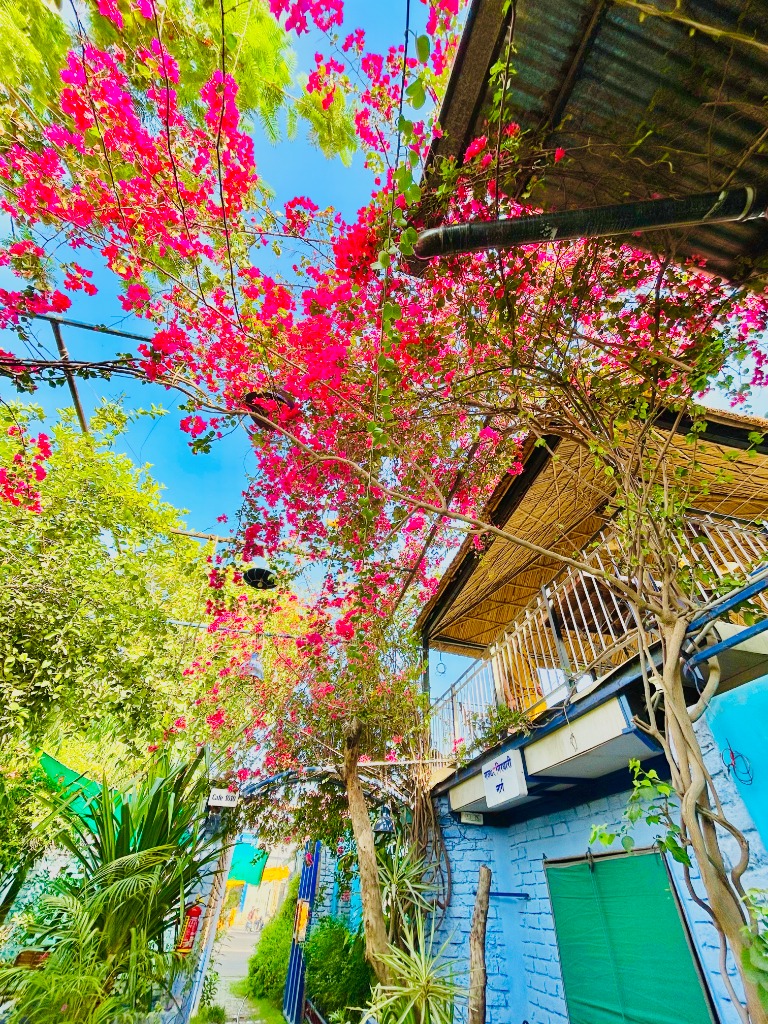 Pink bougainvillea flowers over thatched roof at Jodhpur Cafe